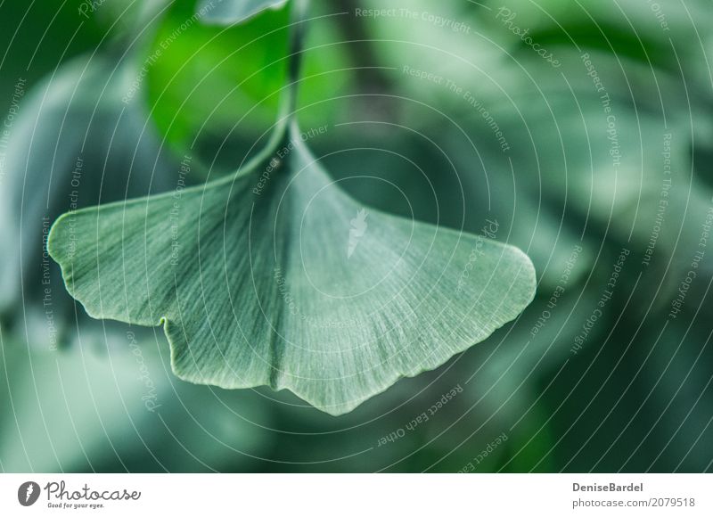 A Gingko Biloba leaf in focus Health care Leaf Ginko Garden Park Forest Healthy Green Contentment Relaxation Sustainability Environment Environmental pollution