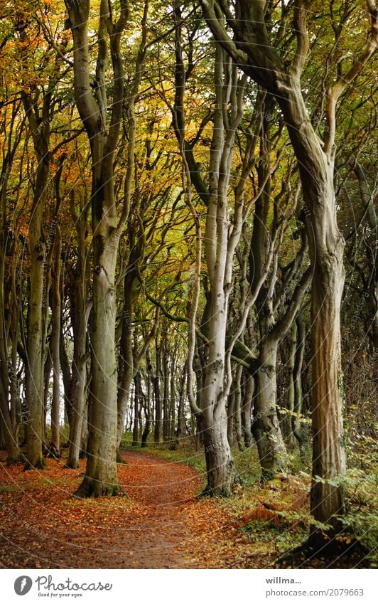 Ghost forest Nienhagen in autumn Nature Autumn Beech wood Beech tree Tree Autumnal colours Autumn leaves Forest Nature reserve Lanes & trails Colour photo