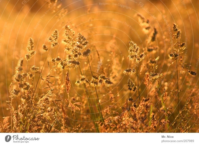 gold Environment Nature Landscape Sunrise Sunset Sunlight Summer Beautiful weather Plant Grass Bushes Field Yellow Gold Idyll Summery Summer's day Weed Wayside