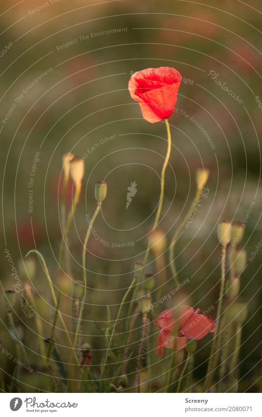 poppies Nature Landscape Plant Summer Beautiful weather Flower Blossom Poppy blossom Meadow Blossoming Growth Small Red Seed Colour photo Exterior shot Deserted