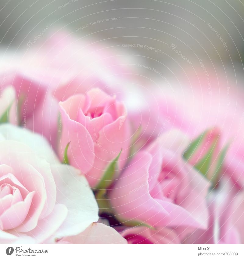 Girls photo high2 Fragrance Valentine's Day Mother's Day Plant Flower Rose Blossom Blossoming Beautiful Pink Pure Rose blossom Delicate Colour photo Close-up