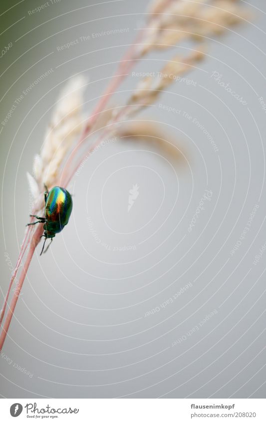 Little colorful friend ... Nature Summer Grass Beetle 1 Animal Movement Crawl Discover Reflection Glimmer Glittering Insect Colour photo Exterior shot Close-up