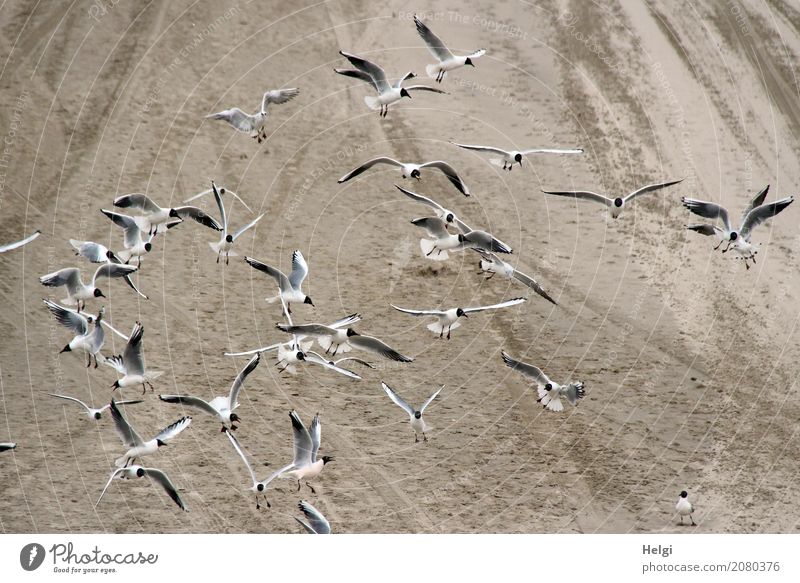 At a good pace, looking for food. Environment Nature Animal Spring Coast Beach Wild animal Bird Seagull Flock Sand Movement Flying Looking Authentic Together