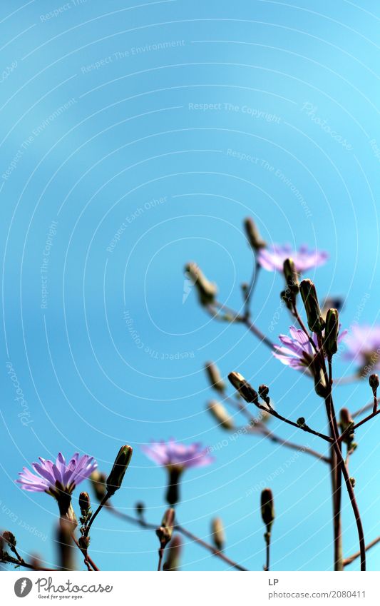 purple flowers on blue sky Lifestyle Joy Wellness Harmonious Well-being Contentment Senses Relaxation Calm Meditation Fragrance Environment Nature Plant Flower