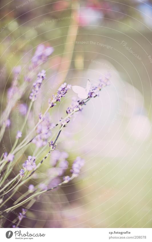 Purple 3 Garden Nature Plant Animal Spring Summer Beautiful weather Flower Lavender Butterfly Wing 1 Spring fever Exterior shot Shallow depth of field Deserted