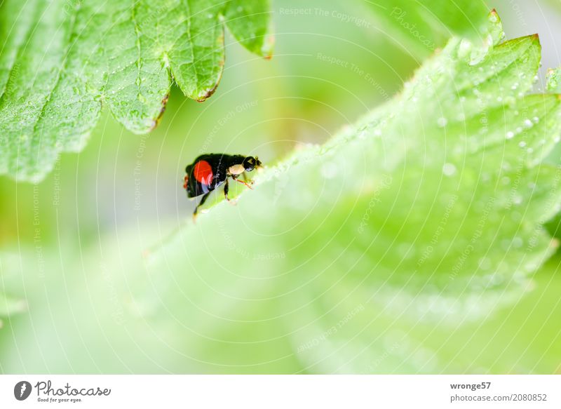 Rain beetle I Plant Animal Leaf Agricultural crop Strawberry Farm animal Wild animal Beetle Ladybird 1 Small Green Red Black Insect Black-red Diminutive Crawl