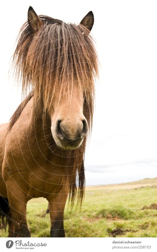 Icelandhippie Vacation & Travel Nature Landscape Animal Farm animal Horse Animal face 1 Cool (slang) Elegant Freedom Iceland Pony Animal portrait
