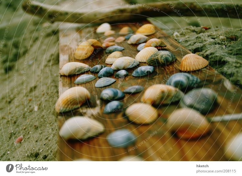 shell snuggle group Sand Beach Mussel Wooden board Stick Collection Colour photo Exterior shot Close-up Copy Space left Day Blur Shallow depth of field