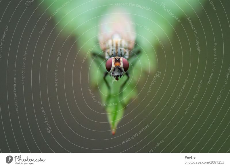 Fly Waltz II Environment Nature Animal Animal face Wing 1 Observe Wait Green Fear of flying Symmetry Insect Colour photo Exterior shot Macro (Extreme close-up)