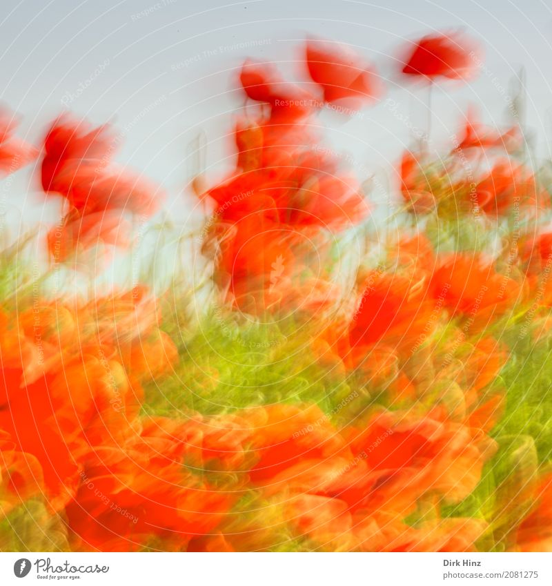 Poppy in action Environment Nature Plant Flower Blossom Agricultural crop Wild plant Meadow Field Movement Green Red Moody Art Joie de vivre (Vitality) Tourism
