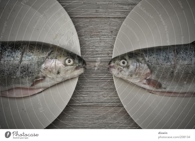 They're gonna grill us, baby! Food Fish Trout Nutrition Organic produce Tasty A matter of taste Protein Plate Animal Animal face Scales 2 Lie Fresh Delicious
