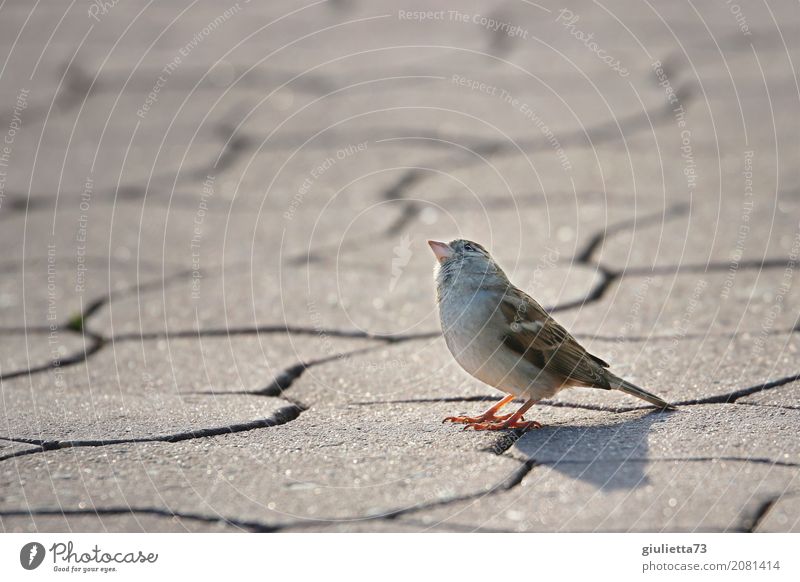 Is anyone there? Downtown Outskirts Paving stone Animal Wild animal Bird Sparrow Passerine bird 1 Observe Crouch Looking Stand Small Curiosity Under Beautiful
