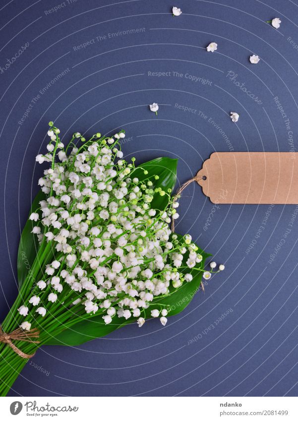Bouquet of white lily of the valley Design Valentine's Day Mother's Day Nature Plant Leaf Blossom Paper Blossoming Bright Small Green Black White blooming