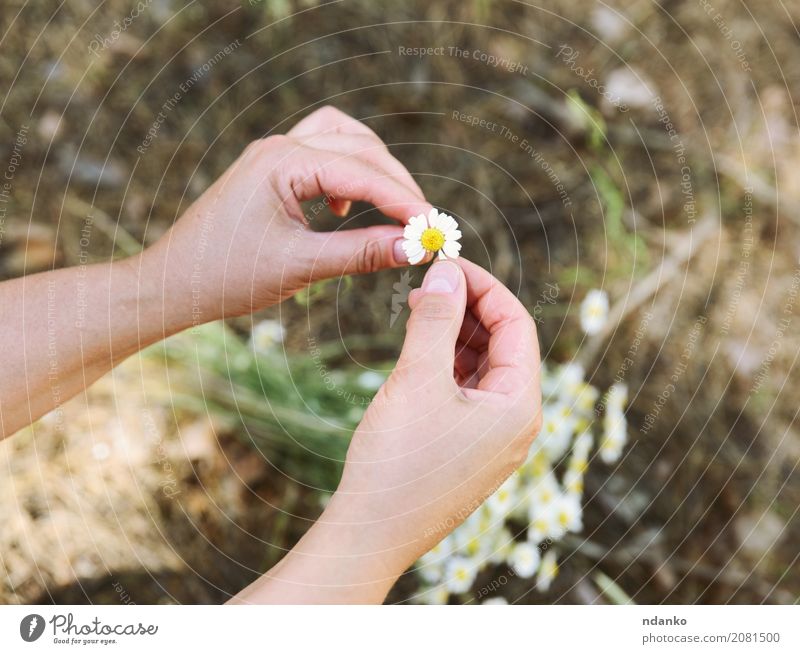 small white daisy in female hands Beautiful Body Summer Feasts & Celebrations Hand Plant Grass Leaf Blossom Forest Hang Love Fresh Bright Natural Yellow White