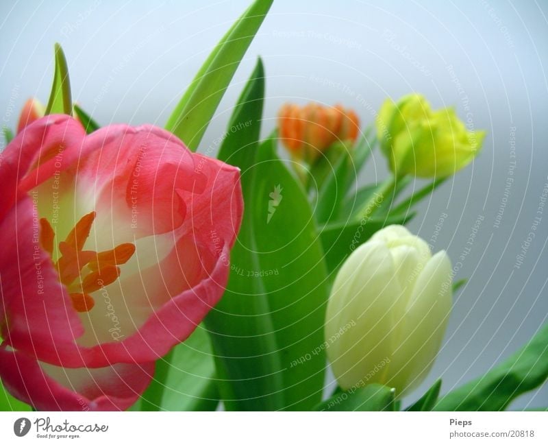 Repeated Flowery Colour photo Interior shot Day Garden Plant Spring Tulip Blossom Bouquet Jump April Delicate flowers Multicoloured