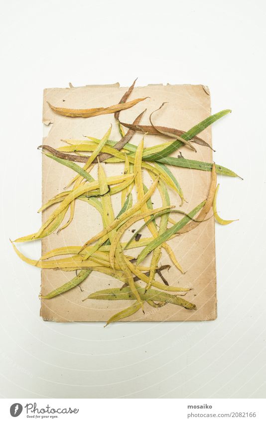 Herbarium - sheets on paper Elegant Design Garden Nature Plant Esthetic Contentment Style Transience Growth Botany Dried Autumnal Poetic Romance Beige Frame