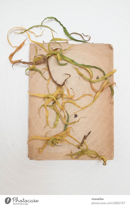 Herbarium - sheets on paper Elegant Design Garden Nature Plant Leaf Exotic Esthetic Contentment Creativity Art Style Transience Growth Botany Dried Autumnal
