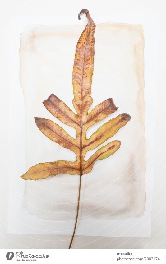 Herbarium - loose sheet on paper Elegant Design Garden Nature Plant Leaf Exotic Esthetic Contentment Style Transience Growth Botany Dried Autumnal Poetic