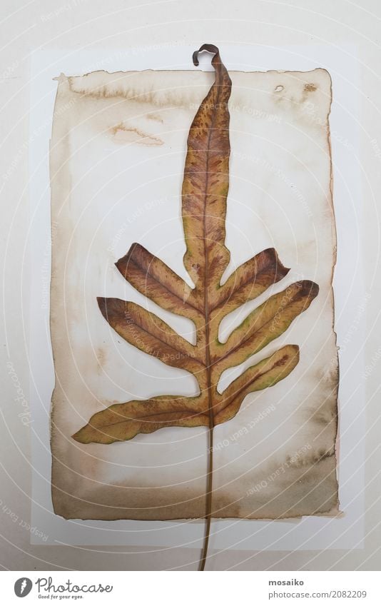 Herbarium. Brown leaf on paper background Art Painting and drawing (object) Nature Plant Leaf Exotic Esthetic Contentment Design Botany Watercolor Watercolors