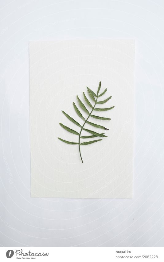 Herbarium - loose sheet on paper Elegant Style Design Wellness Harmonious Well-being Art Environment Nature Plant Autumn Tree Fern Leaf Foliage plant Paper