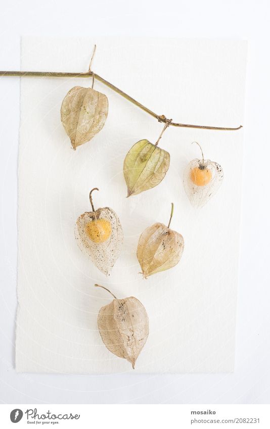 Herbarium - Cape gooseberry - Physalis peruviana Fruit Nutrition Diet Environment Nature Plant Leaf Paper Old To dry up Growth Esthetic Contentment Eternity