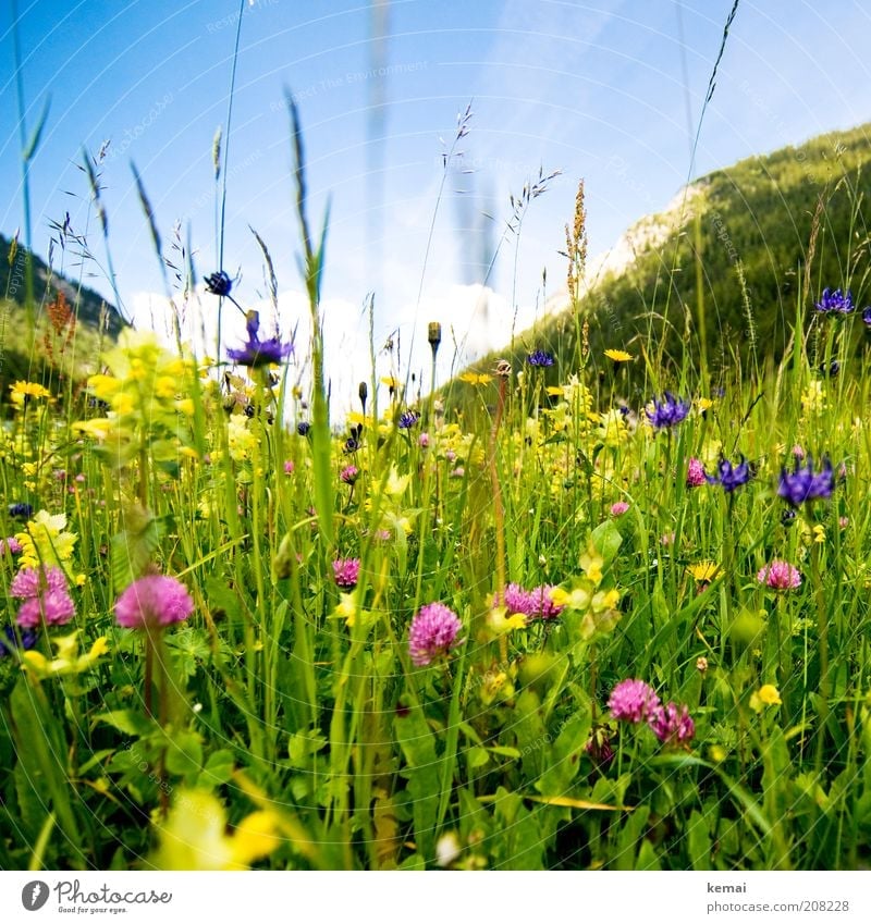 Mountain summer meadow Environment Nature Landscape Plant Sky Sun Sunlight Spring Summer Climate Beautiful weather Warmth Flower Grass Blossom Foliage plant