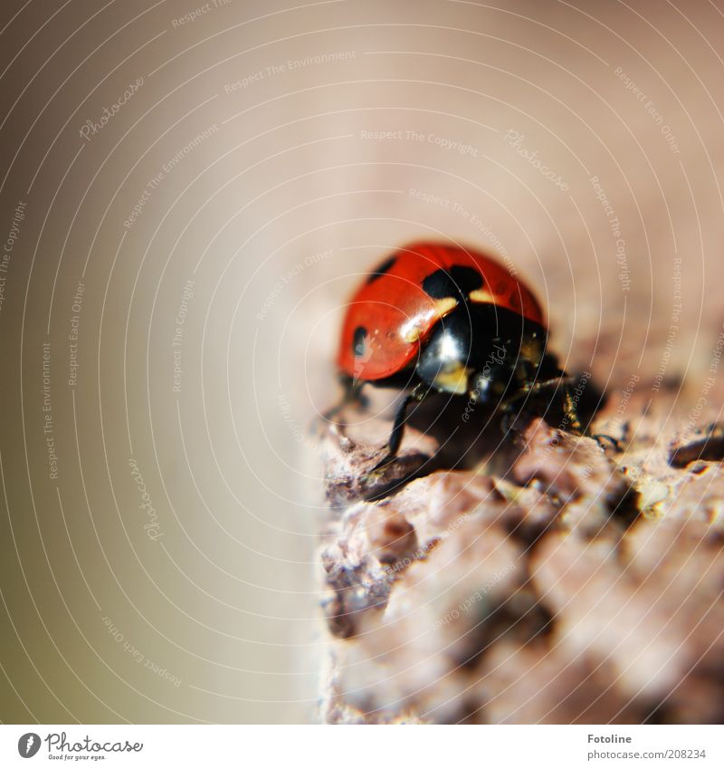 lucky beetle Environment Nature Animal Summer Wild animal Beetle Animal face Wing Crawl Ladybird Insect Red Black Point Colour photo Multicoloured Exterior shot
