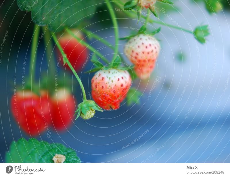 berry Food Fruit Nutrition Organic produce Vegetarian diet Plant Agricultural crop Growth Delicious Sweet Strawberry Immature Berries Blossom Colour photo