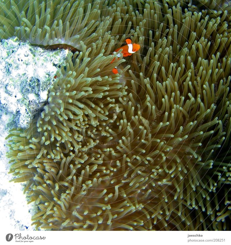 Nemo alone at home Nature Animal Coral reef Ocean Fish 1 Safety Protection Finding Nemo Anemone Fishes Clown fish Orange Ornamental fish Sea anemone Hide