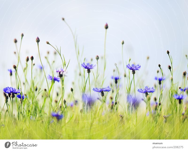 cornflowers Nature Summer Plant Flower Bushes Blossom Agricultural crop Wild plant Cornflower Summerflower Meadow Blossoming Growth Bright Natural Beautiful