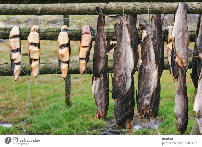 slopes Animal Farm animal Fish Group of animals To dry up Naked Brown Gray Green catch Dried fish Framework Net Meadow Exterior shot Close-up Deserted