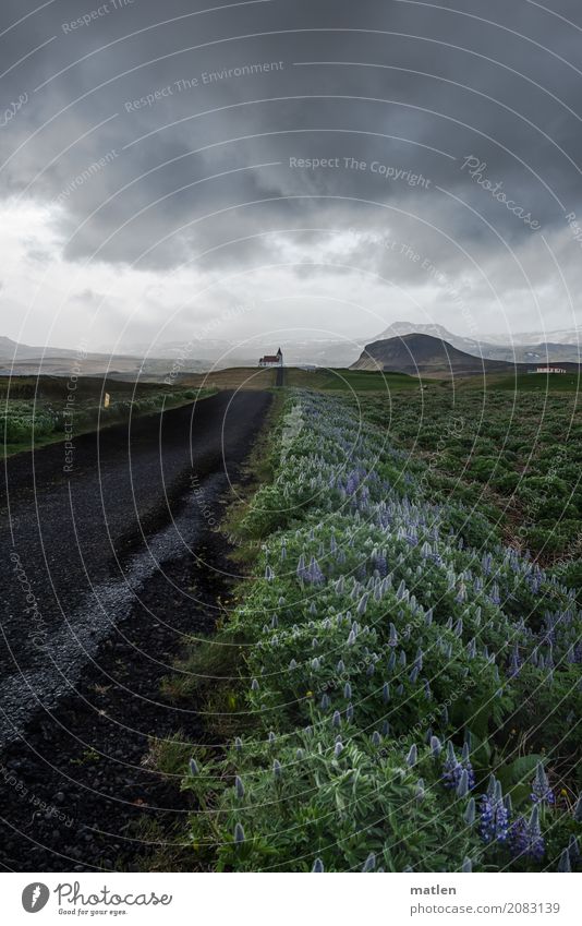 church path Nature Landscape Plant Sky Clouds Storm clouds Horizon Spring Bad weather Mountain Church Lanes & trails Dark Blue Gray Green Black Iceland Lupin