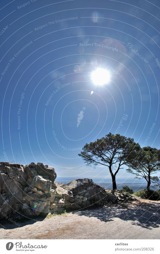 You have reached your destination ..... Cloudless sky Sun Summer Beautiful weather Tree Stone pine Mountain Peak To enjoy Dream Esthetic Hot Above Blue Calm