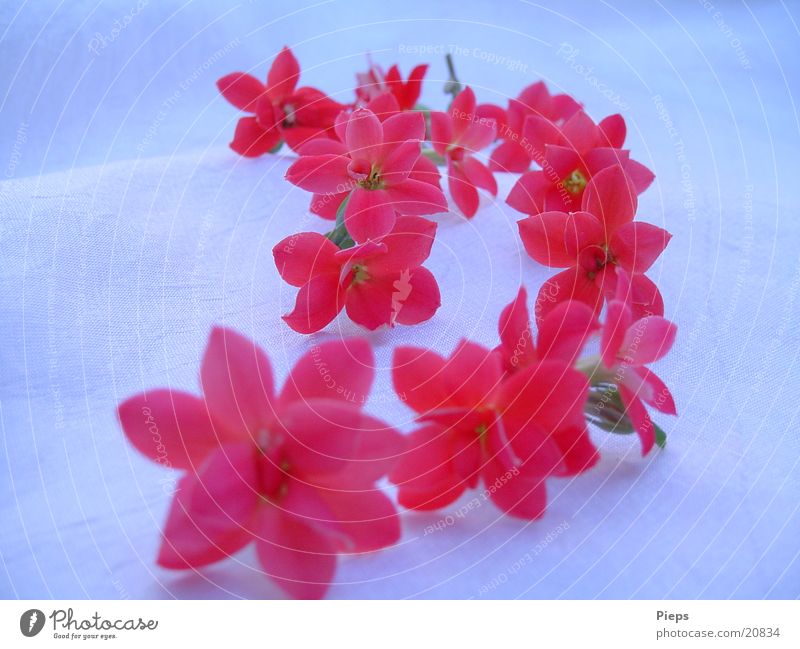 Small red flowers on white background Colour photo Interior shot Close-up Nature Flower Blossom Pot plant Blossoming Red Romance Transience flaming kethchen Row