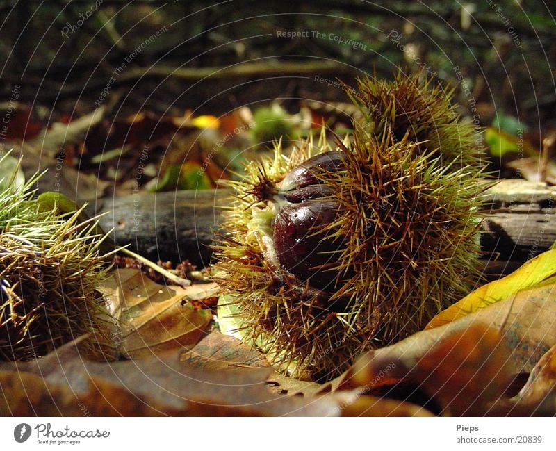 Mr Maroni Colour photo Exterior shot Detail Day Nature Autumn Leaf Forest Discover Glittering Growth Thorny Brown Transience Nut Sweet chestnut Chestnut tree