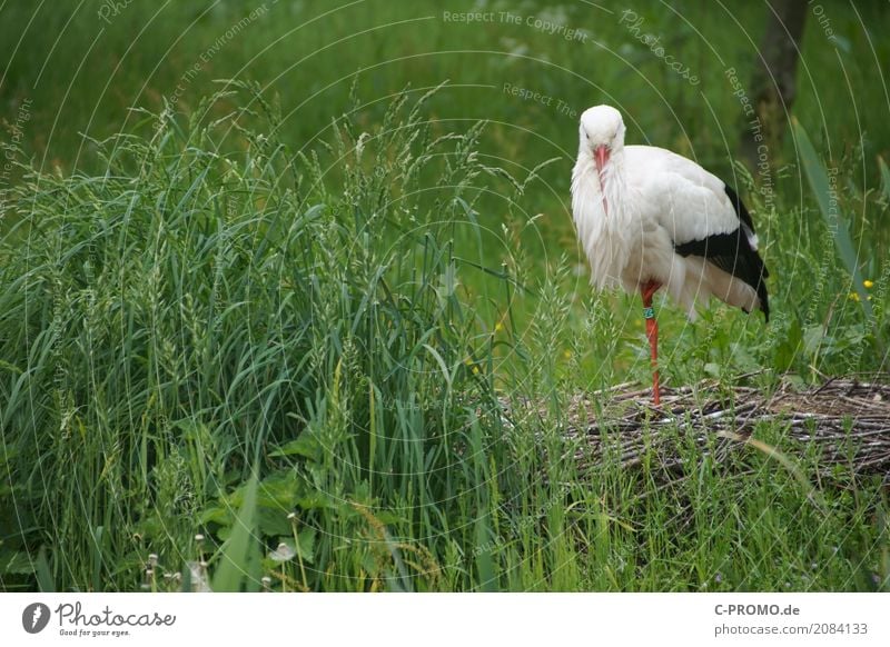 I'm gonna take another nap. Nature Grass Bushes Meadow Lakeside River bank Wild animal Wing Stork 1 Animal Sleep Stand Green Peaceful Nest Beak Colour photo