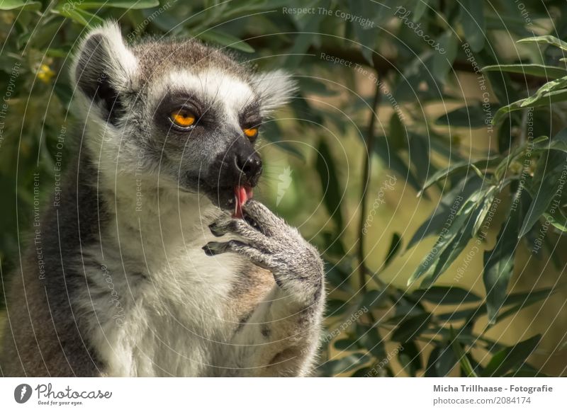 Lick all your fingers after it Environment Nature Animal Sun Sunlight Plant Tree Leaf Wild animal Animal face Pelt Paw Monkeys Ring-tailed Lemur Half-apes