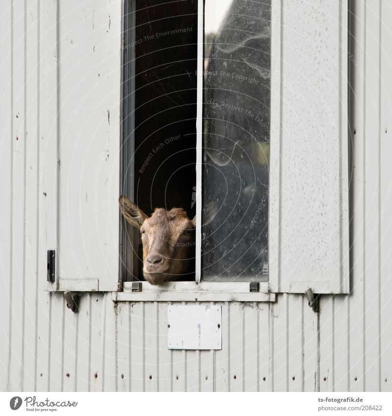 Hello, neighbor! Animal Window Shutter Barn Caravan Site trailer Pet Farm animal Animal face Goats 1 Observe Looking Exceptional Funny Curiosity Brown Gray