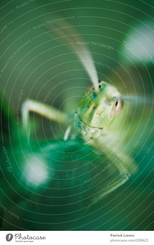 strange look Environment Nature Animal Summer Plant Leaf Wild animal Animal face 1 To feed Crouch Looking Elegant Beautiful Locust Feeler Eerie Colour photo