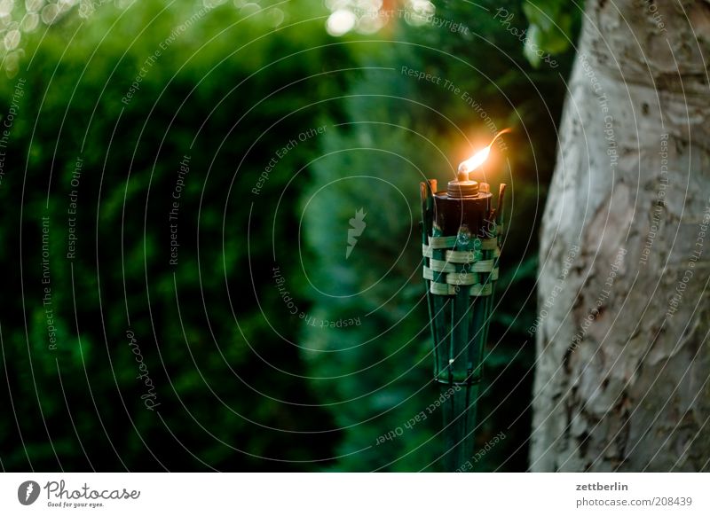 Candle in the garden Nature Tree Garden Torch Tree trunk Apple tree Conifer Flame Light Light (Natural Phenomenon) Dusk Dark Glint Wind Storm laterne Lamp