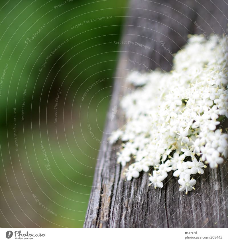 a little of everything Nature Spring Summer Plant Flower Bushes Blossom Green White Texture of wood Blur Detail Close-up Elder Colour photo Exterior shot
