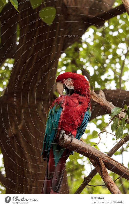 Green wing macaw Ara chloropterus Tree Animal Wild animal Bird Animal face 1 Blue Red red and green macaw endangered South America parrot Wild bird wildlife