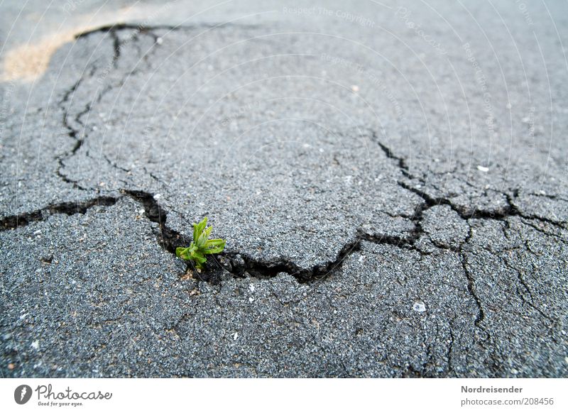 trifle Environment Nature Plant Elements Earth Climate Wild plant Street Lanes & trails Old Growth Broken Strong Optimism Power Hope Life Survive Asphalt