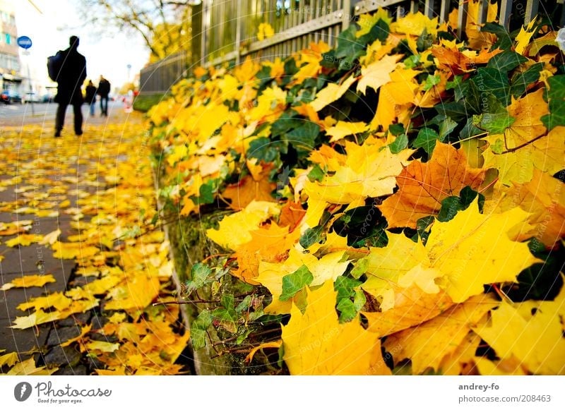 Autumn. Street. Human being 1 Leaf Lanes & trails Yellow Gold Green Maple leaf Ivy Autumn leaves Autumnal weather Seasons Fence Pedestrian Pedestrian precinct