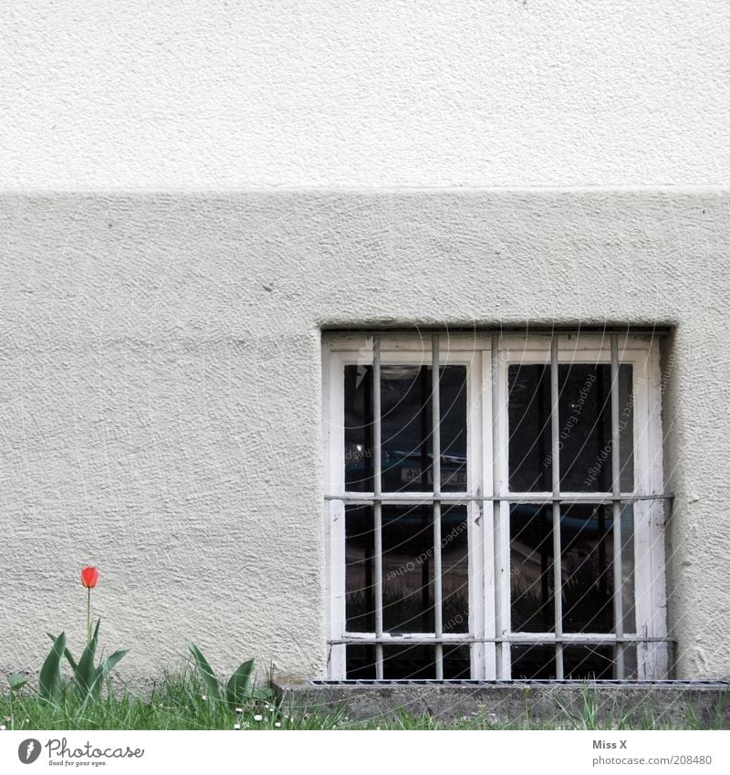 A tulip Flower Tulip Blossom House (Residential Structure) Wall (barrier) Wall (building) Window Blossoming Gloomy Grating Colour photo Exterior shot Deserted