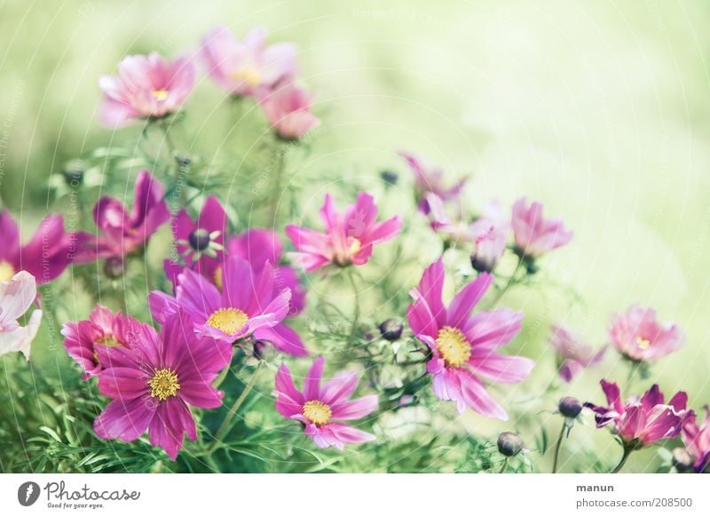 pink summer Nature Plant Summer Flower Blossom Cosmos Summerflower Blossoming Fresh Beautiful Pink Colour photo Exterior shot Copy Space right Copy Space top