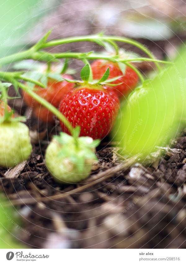 fruit ripeness Plant Strawberry bark mulch Garden Growth Healthy Delicious Natural Juicy Beautiful Sweet Brown Green Red Mature ripening process Organic produce