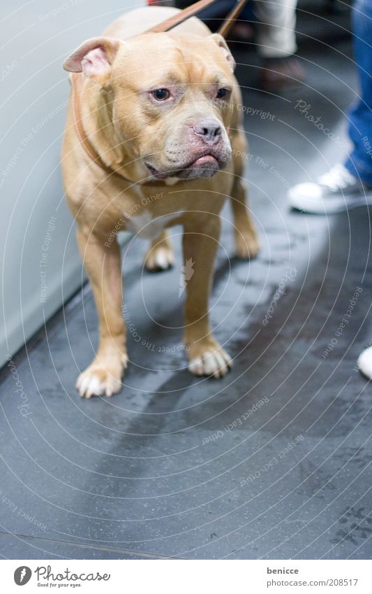 Grab it! Dog Animal Pet Dangerous bloodhound Threat Cute Dog lead Innocent dog law dog regulation attack dog Staffordshire Bull Terrier bull terrier