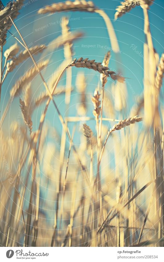 wheat Grain Agriculture Nature Plant Sky Cloudless sky Sunlight Summer Beautiful weather Agricultural crop Wheat Wheatfield Wheat ear Field Moody Exterior shot