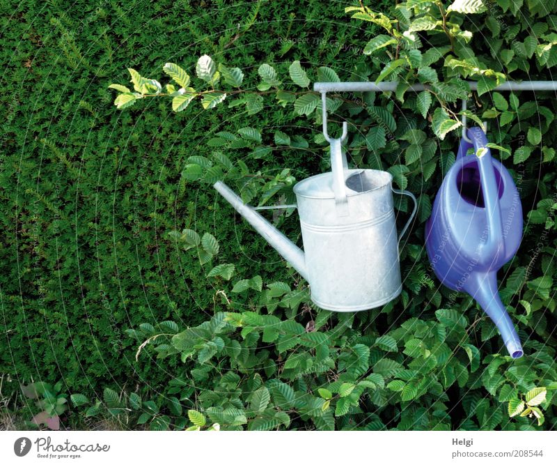 Just hang out... Nature Plant Summer Beautiful weather Bushes Leaf Foliage plant Park Watering can Rod Checkmark Metal Plastic Hang Growth Authentic Simple Blue